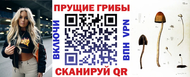 цена   Яхрома  Галлюциногенные грибы GOLDEN TEACHER 